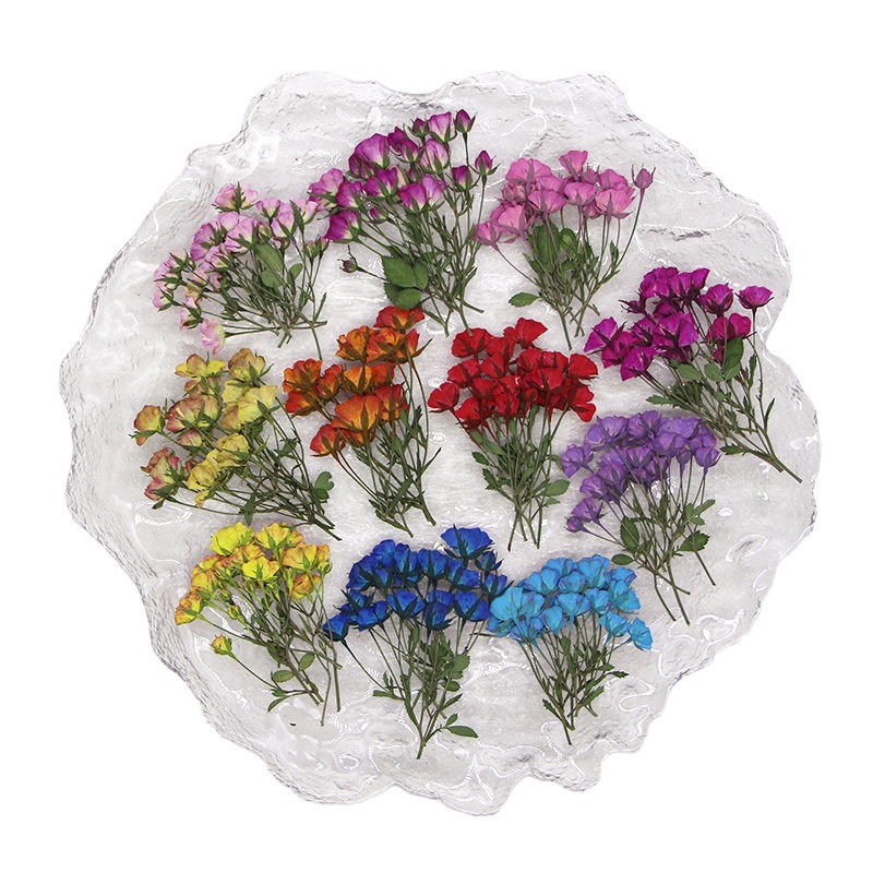 Dried Flower Bookmark - 36X prasowane suszone wielogłowicowe barwione pąki