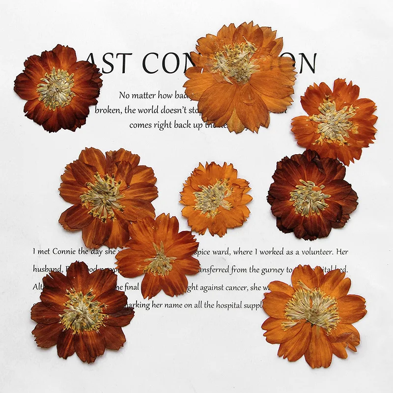 Dried Flower Bookmark - 12 sztuk/3-5cm, natura prasowana chryzantema Thiohua,