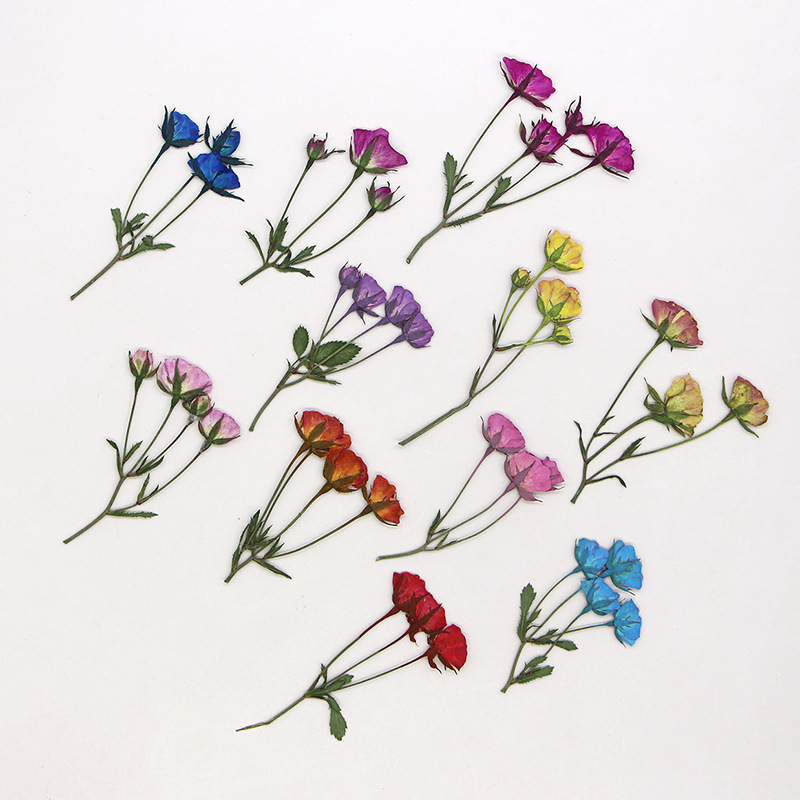 36X prasowane suszone wielogło – Dried Flower Bookmark recenzja i cena