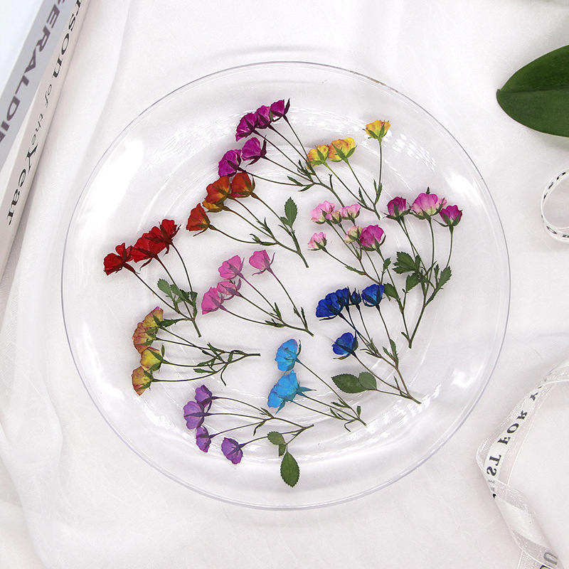 36X prasowane suszone wielogło – Dried Flower Bookmark recenzja i cena